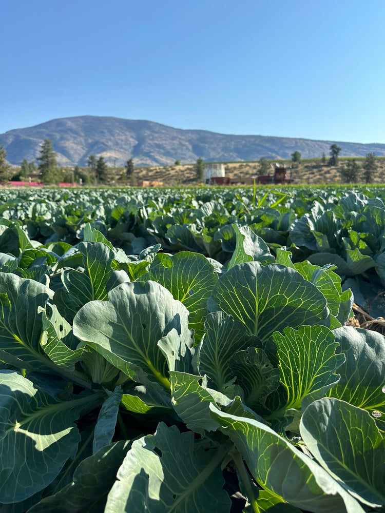 Okanagan's Hearty Harvest