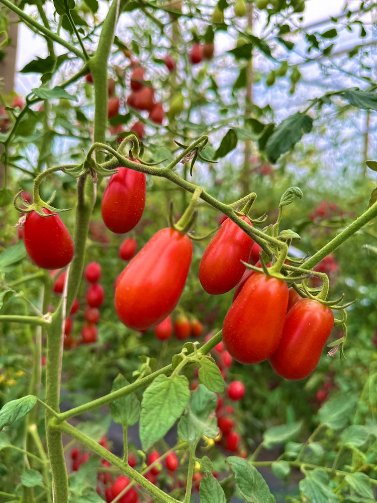 The Tomato Patch