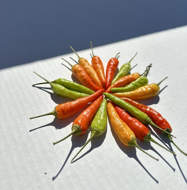 Peppers of The Spice Valley