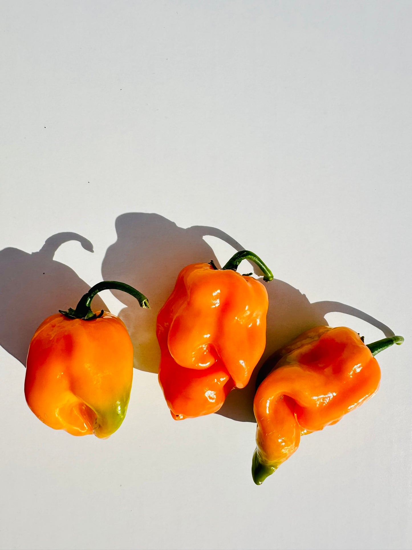 Habenero Peppers
