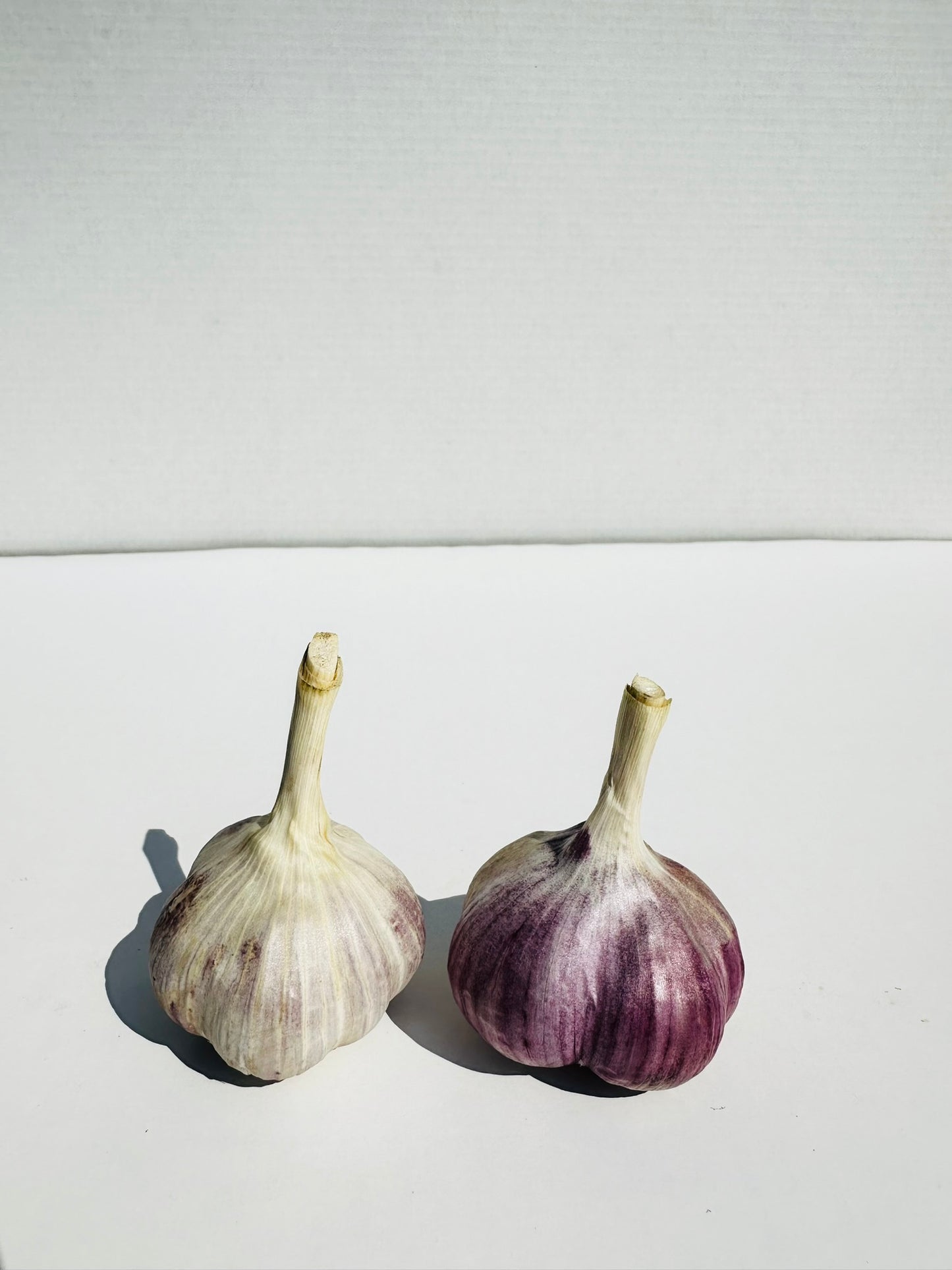 Russian Garlic
