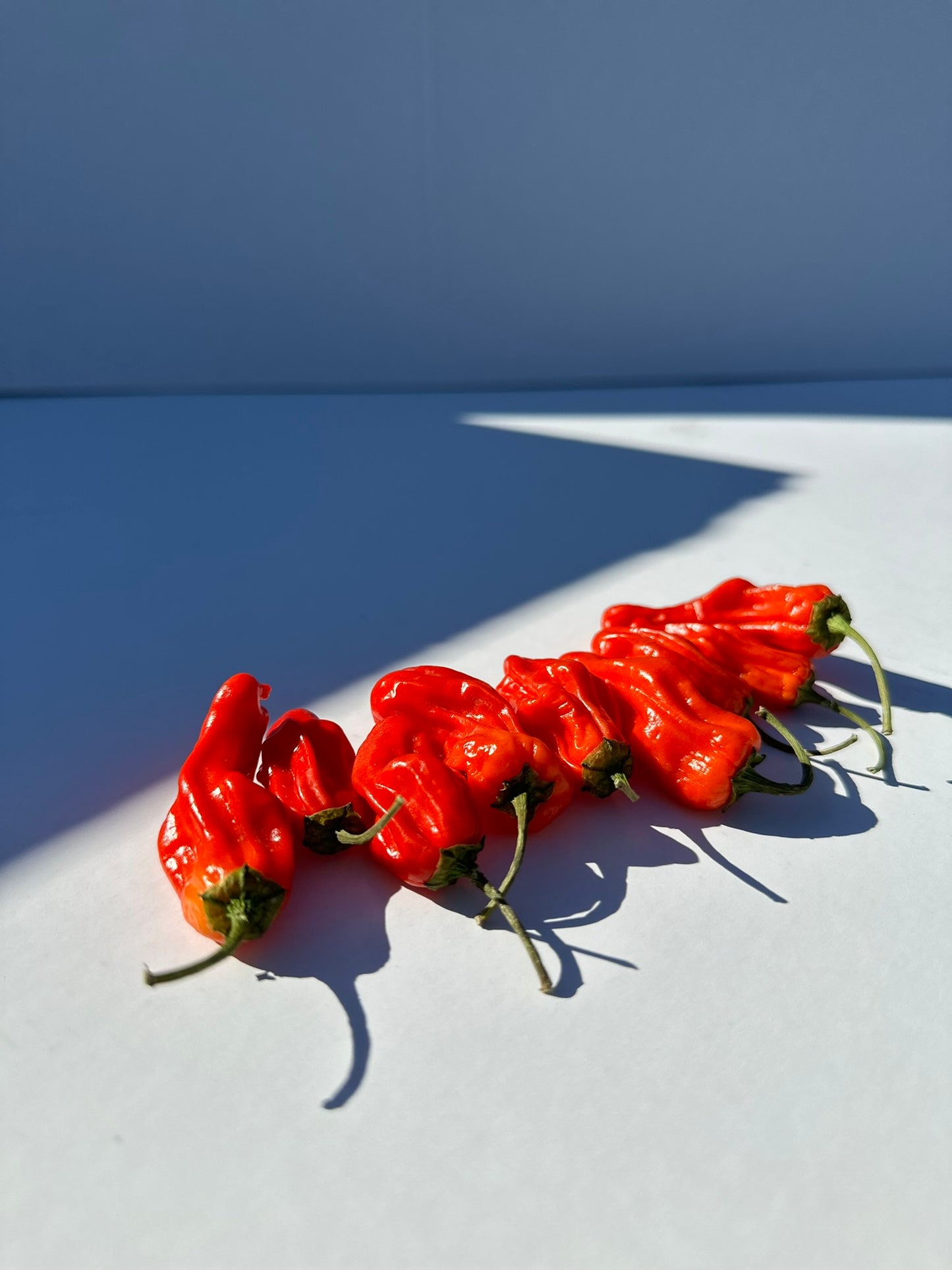 Red Shishito Peppers