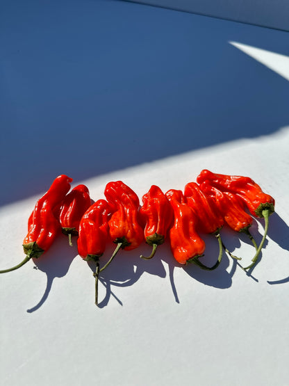 Red Shishito Peppers